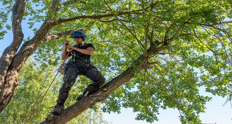 tree surgeon in green foliage