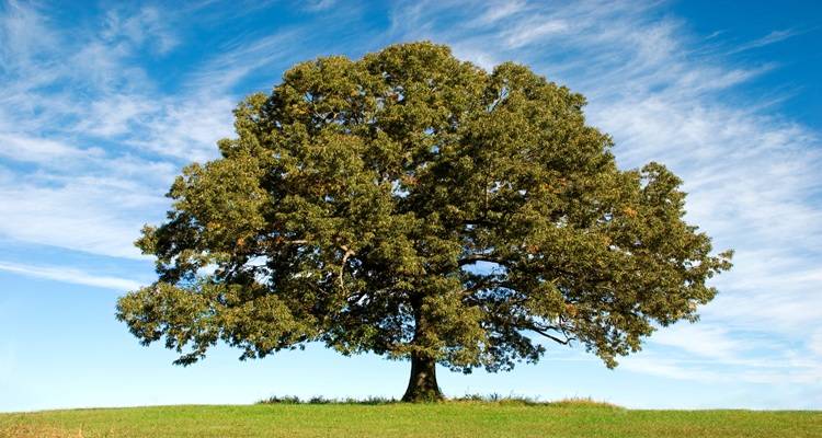large oak tree blue skies