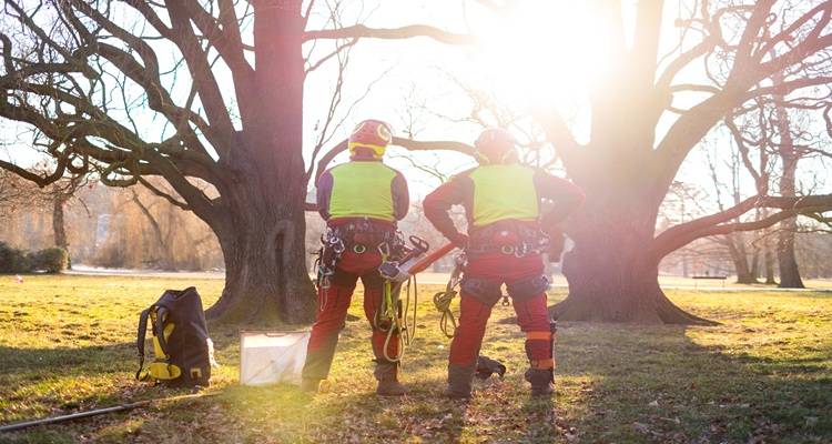 tree surgeons wearing PPE looking at trees