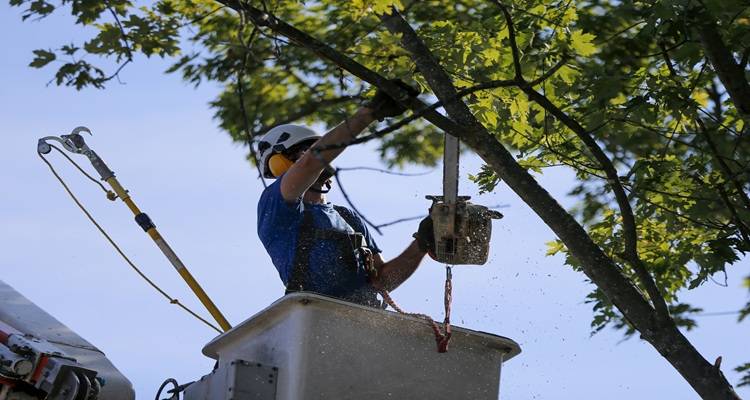 tree surgeons in cherry picker