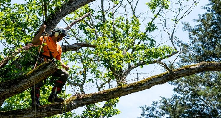 tree surgeon working in greenery