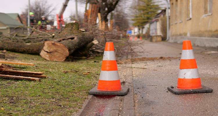 traffic cones near tree surgery work