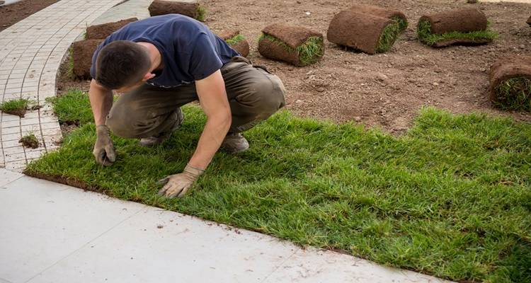 man laying turf pavement