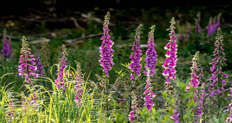 foxgloves
