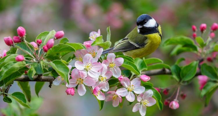 apple tree blossom blue tit
