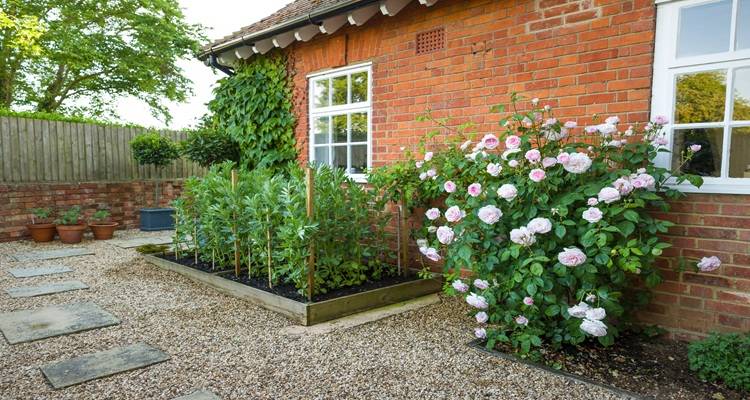 pink roses red brick house