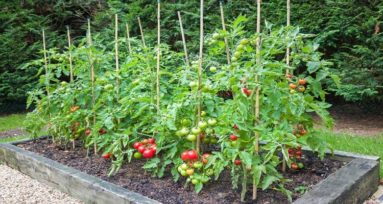 tomato plants in bed