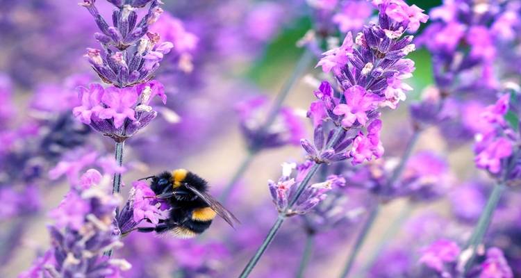bee on purple flower