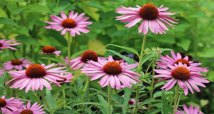 cosmos daisy pink
