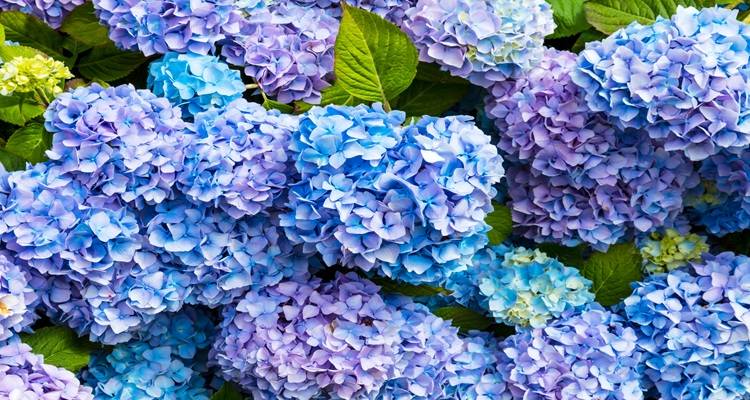 blue purple hydrangea