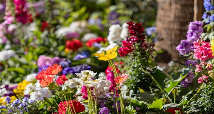wildflowers in garden
