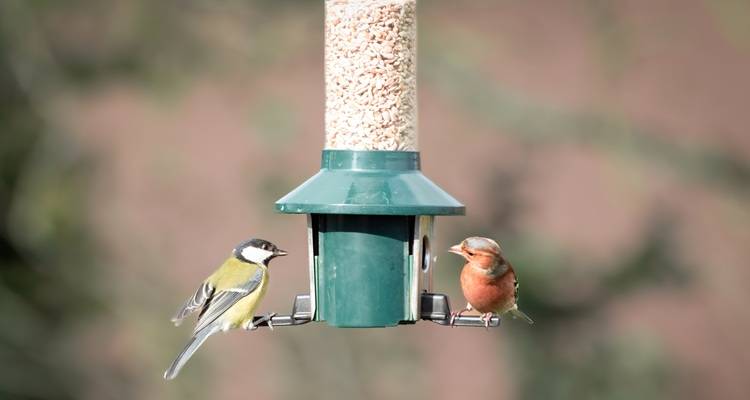 bluetit red bird on feeder