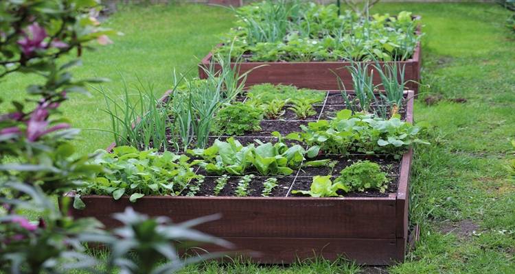 veggie bed with plants