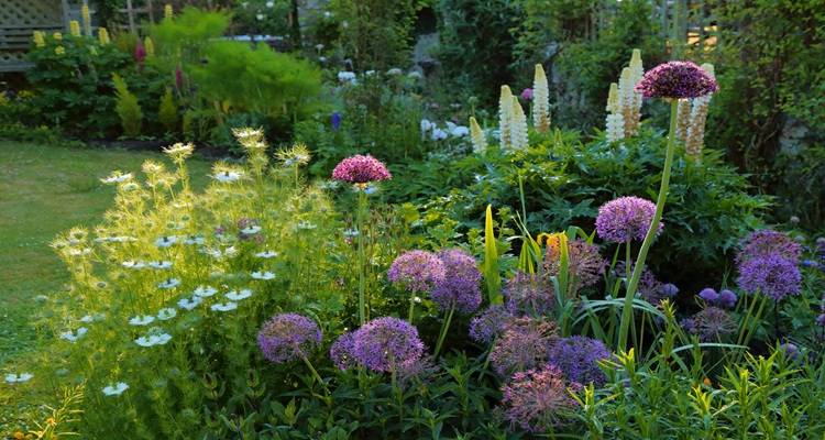 allium flowers garden
