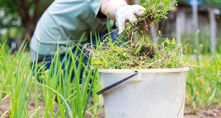 man cutting holly tree down