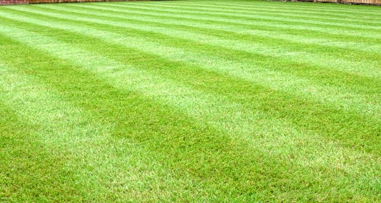 stripey lawn
