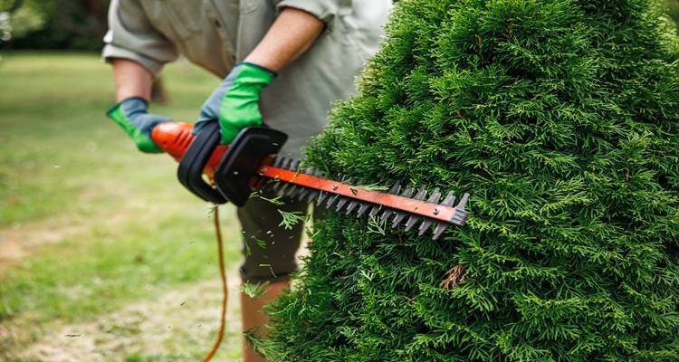 hedge being trimmed