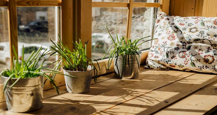 wooden windowsill with potted plants